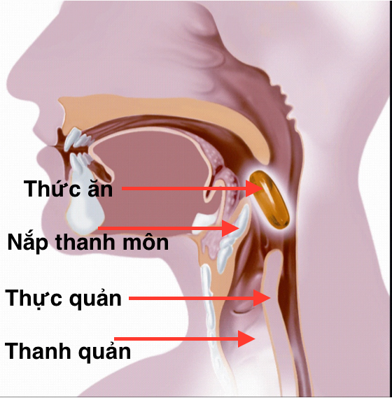 Quá trình nuốt (nguồn ảnh: Internet)