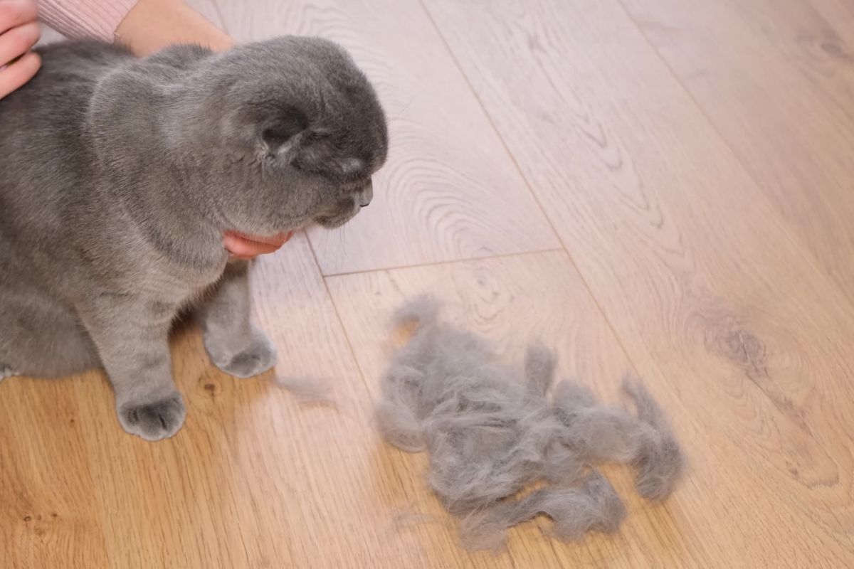 Mèo nhà bạn có thật sự sạch sẽ? 5 dấu hiệu cảnh báo sớm bệnh nấm da