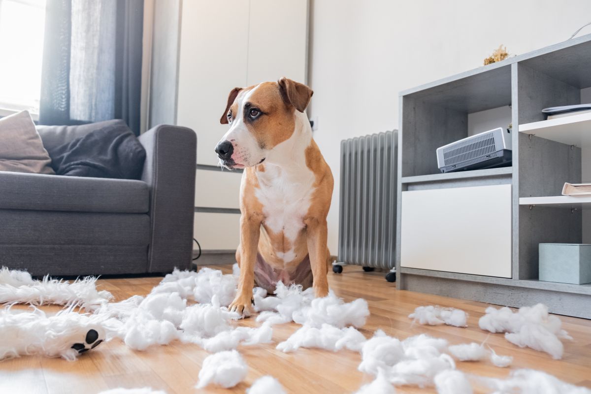 Tại sao chó cắn phá đồ, sủa nhiều khi ở nhà một mình? Cách giảm stress và hành vi phá hoại