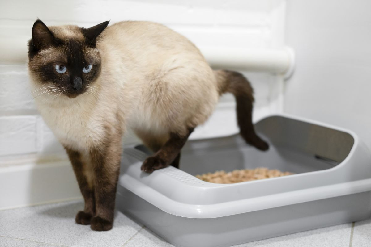 Training cats to use the litter box: a detailed guide for beginners