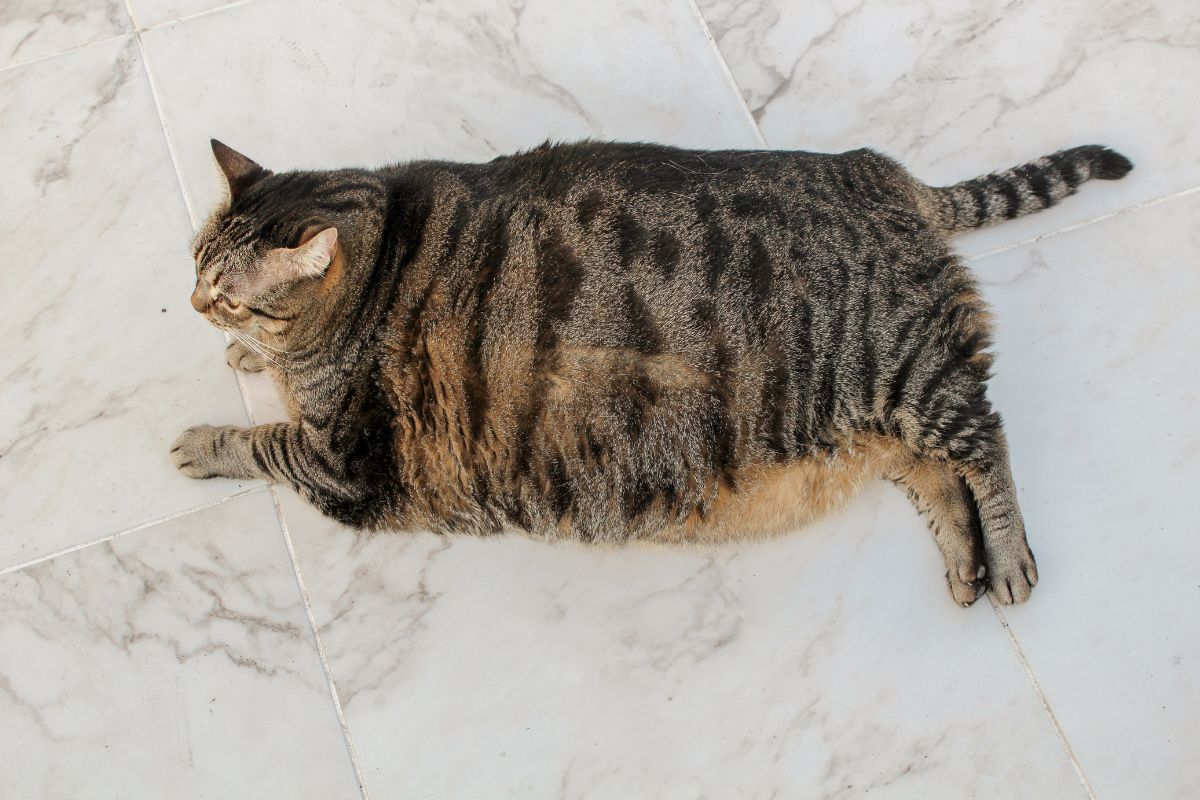 Mèo ăn ít mà vẫn tăng cân: 3 nguyên nhân ít ai để ý